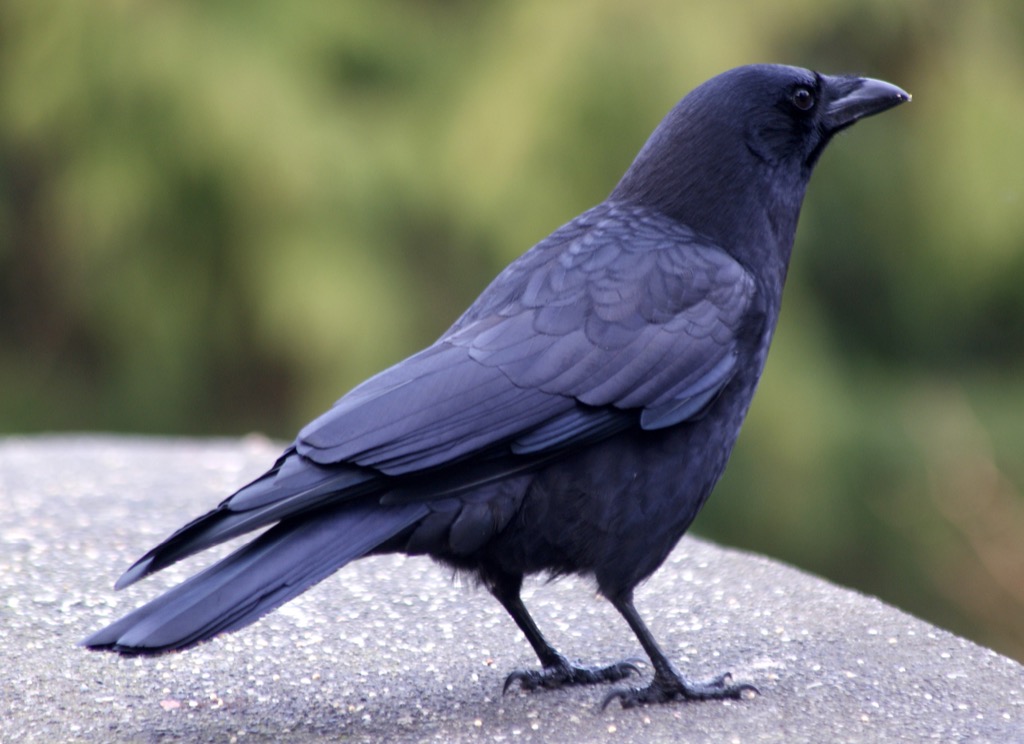 Crow - Kunguru
