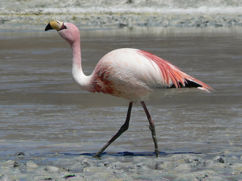 Flamingo - Heroe