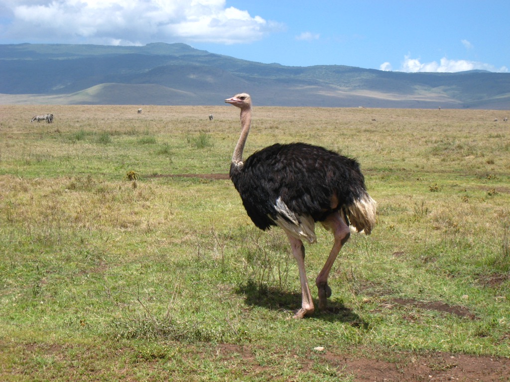 Ostrich - Mbuni