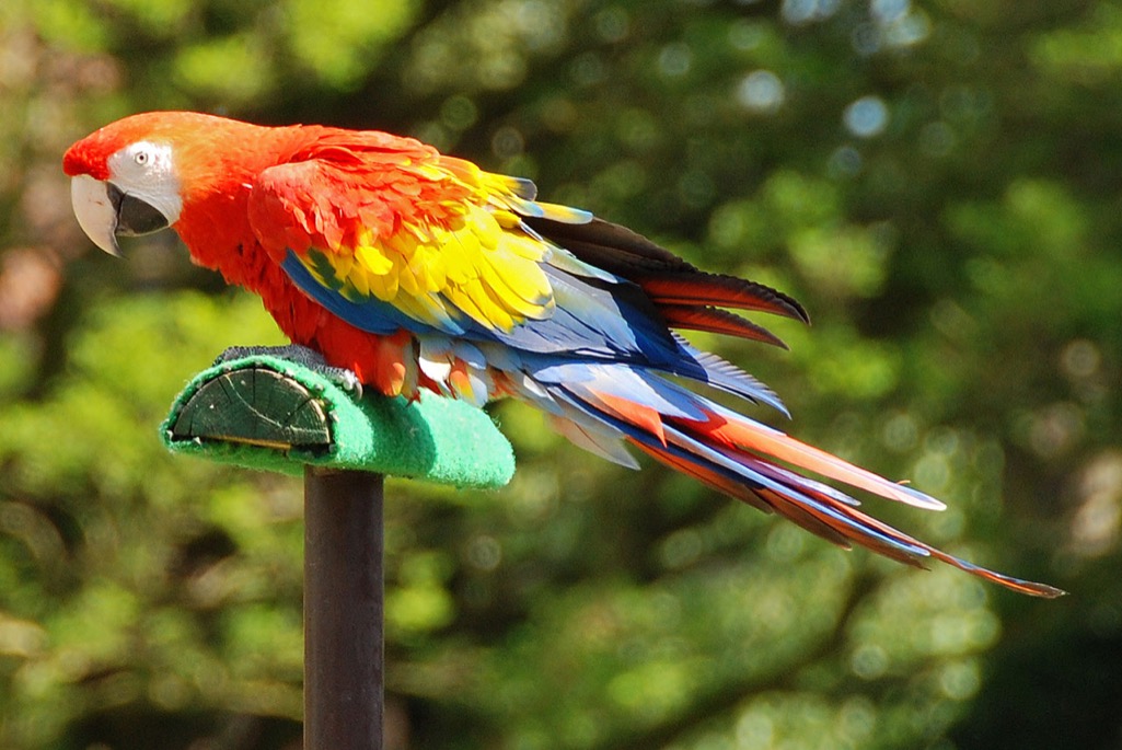Parrot - Kasuku