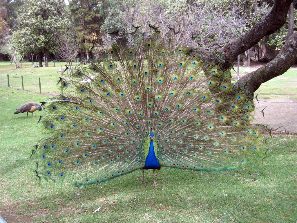 Peacock - Tausi