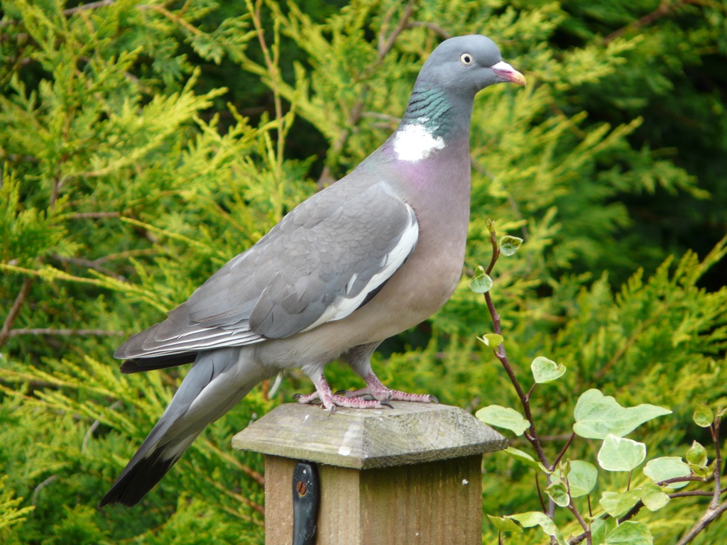 Pigeon - Njiwa