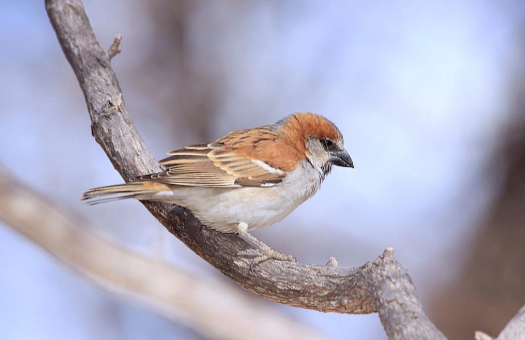 Sparrow - Shorewanda