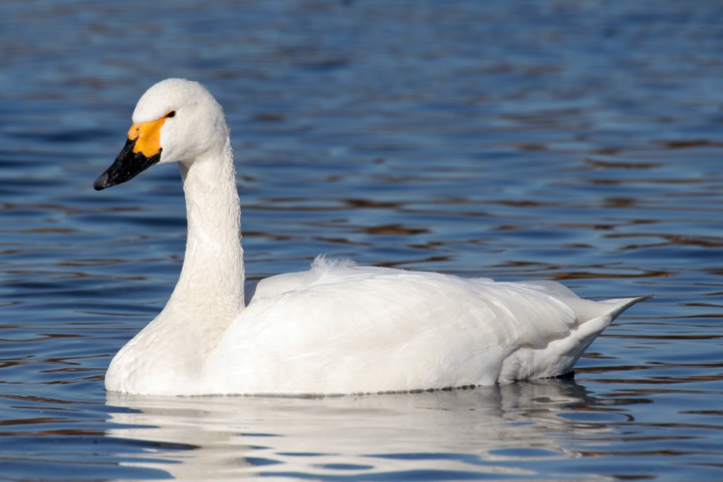 Swan - Batamaji