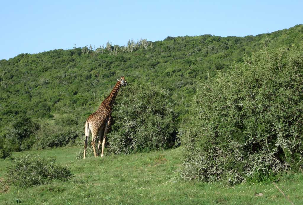 Twiga - Giraffe