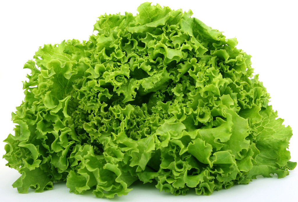 lettuce - mboga ya saladi